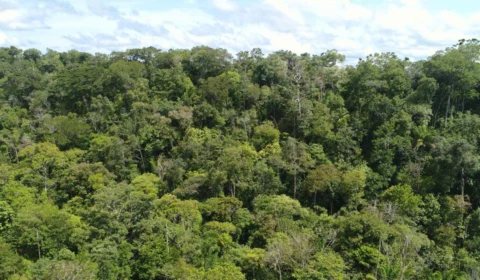 Boletim do Governo do Tocantins aponta clima e risco de incêndio no estado