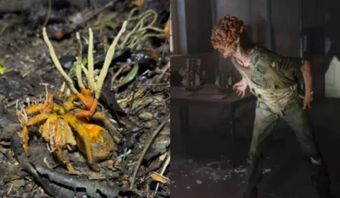 Fungo ‘zumbi’ de The Last Of Us é encontrado em aranha na Amazônia; assista