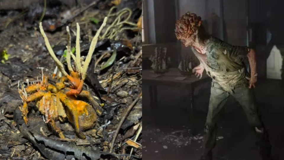 Fungo ‘zumbi’ de The Last Of Us é encontrado em aranha na Amazônia; assista