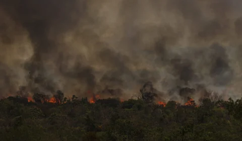 Amazônia: mais de 90% do desmatamento está ligado à criação de pastagens
