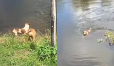 Jacaré devora ‘cachorro Fred’ e vídeo volta a viralizar; biólogo encontra erro humano