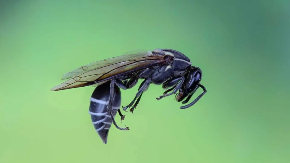 Veneno de marimbondo brasileiro pode combater o câncer; entenda