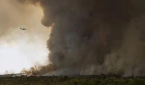 Incêndios no DF: O impacto sobre a vida selvagem