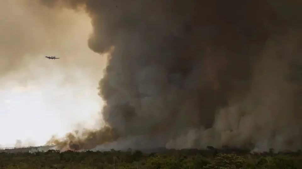 Incêndios no DF: O impacto sobre a vida selvagem