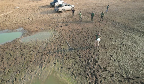 Mais de 150 peixes atingidos por seca na Ilha do Bananal são resgatados