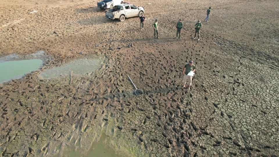 Mais de 150 peixes atingidos por seca na Ilha do Bananal são resgatados