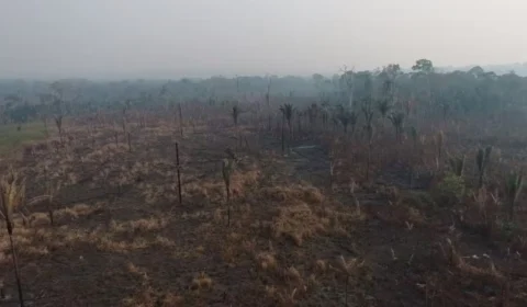 Rondônia: espaço equivalente a 70 mil campos de futebol destruídos por incêndios criminosos