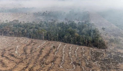 Rondônia é o 5ª estado em focos de queimada no Norte em 15 dias do mês