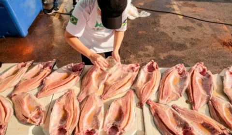 Estado do tambaqui: Rondônia lidera ranking nacional na produção do peixe
