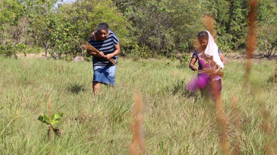 Capim dourado: veja programação da festa da colheita no povoado Mumbuca