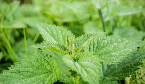 Urtiga: como usar e para que serve? Aprenda receita de chá