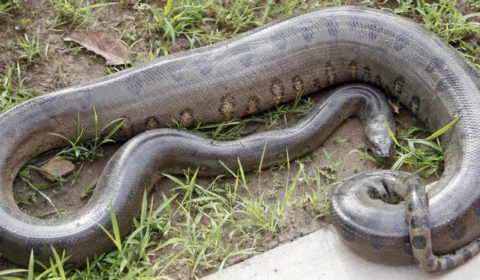 Sucuri de 3 metros chama atenção ao atravessar a BR-174 em Rorainópolis; veja vídeo