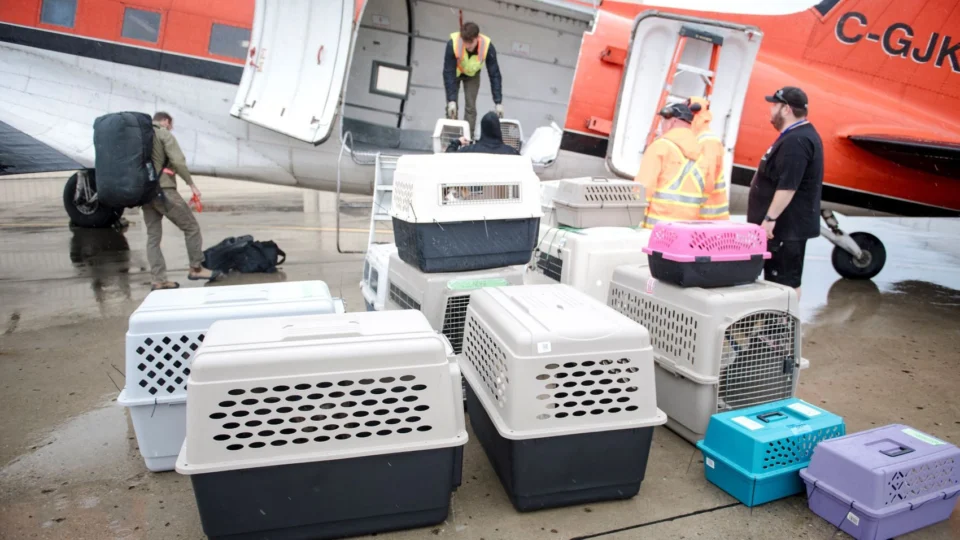 Transporte de animais em aviões terá novas regras no Brasil
