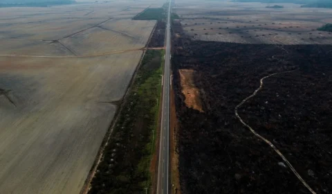 Desmatamento isola 23% da Amazônia e pode transformar floresta em savana