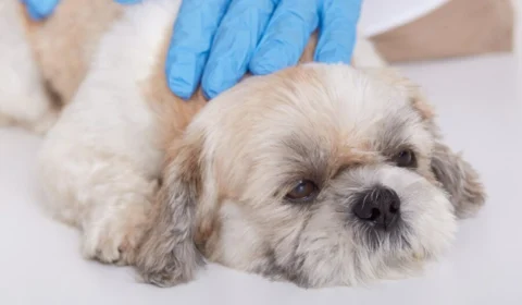 Cachorro com febre: saiba como identificar e o que fazer