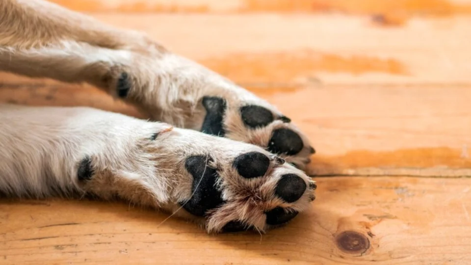 Cachorro machucou a pata: saiba o que fazer