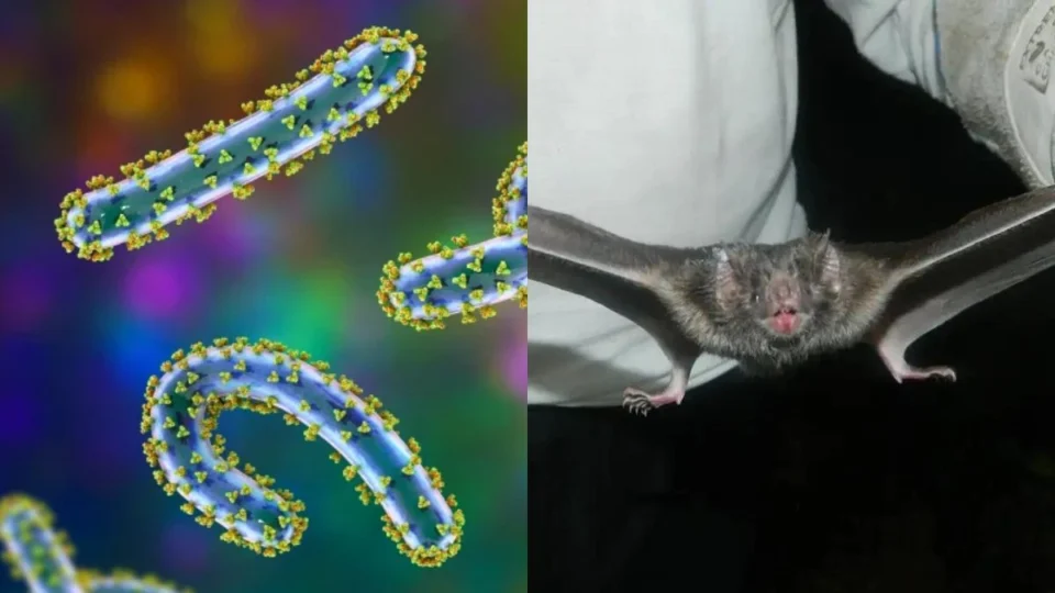 Marburg: entenda o vírus que já causou a morte de 11 pessoas na Ruanda