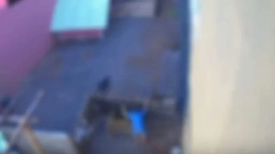 Massacre de 23 animais: saiba o que acontecerá com o menino responsável pelo ato cruel