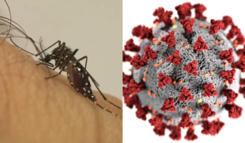 Dengue causa mais óbitos do que Covid-19 em 2024; saiba mais