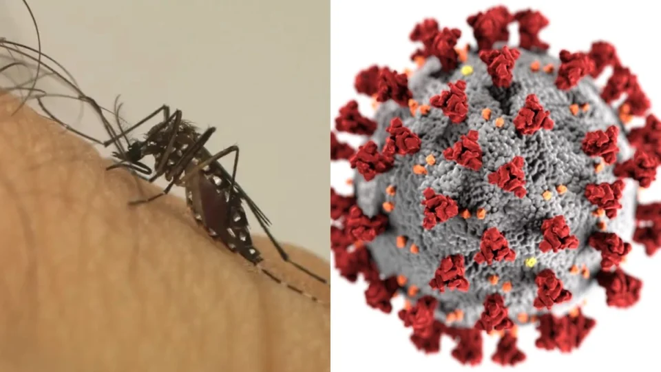 Dengue causa mais óbitos do que Covid-19 em 2024; saiba mais