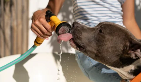 Como cuidar dos animais durante os dias quentes