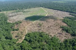 Estados da Amazônia e Pantanal devem se adequar a medidas ambientais