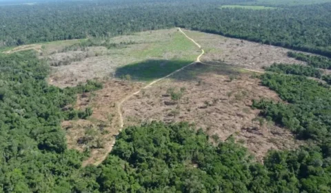 Desmatamento na Amazônia: suspeitos são presos com 1 mil cabeças de gado