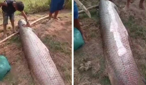 Pescadores capturam pirarucu pesando 100kg no Acre