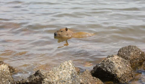 Suspeita de febre maculosa deve ser tratada imediatamente, diz especialista