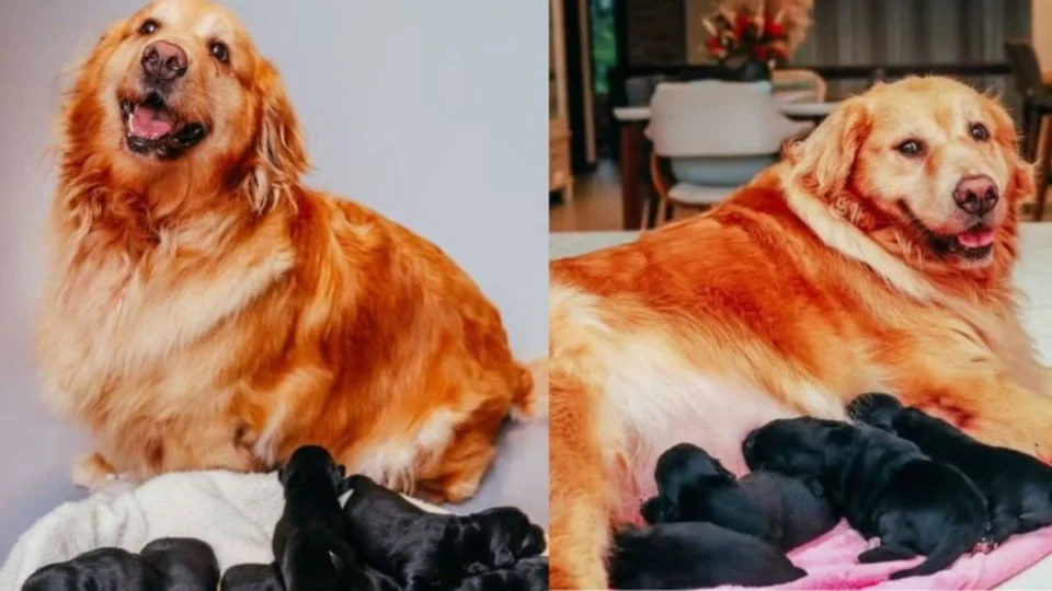 Golden Retriever fica grávida de Shih tzu e viraliza; veja fotos