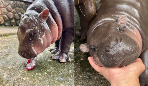 O que é ‘Moo Deng’? Meme com mini-hipopótamo vira cripto e sensação na web