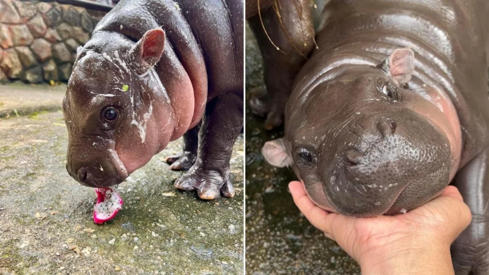 O que é ‘Moo Deng’? Meme com mini-hipopótamo vira cripto e sensação na web