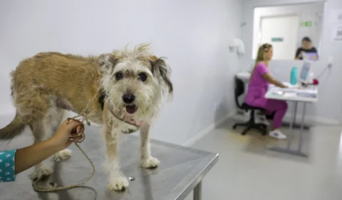 Outubro Rosa: hospital veterinário do DF oferece tratamento gratuito de câncer de mama aos pets