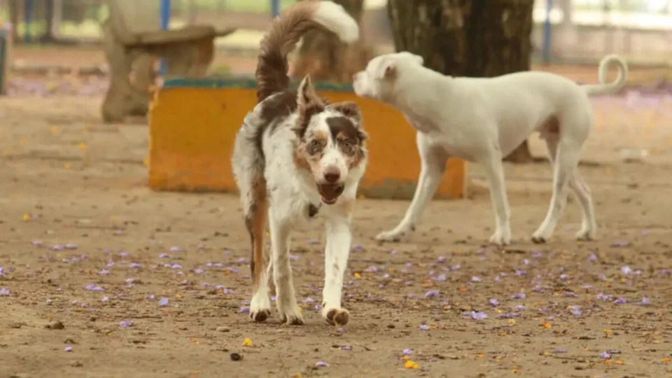 DF recebe campanha de castração e feira de adoção de cães e gatos neste fim de semana
