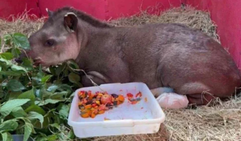 Anta vítima do incêndio no Parque Nacional de Brasília morre após receber tratamento