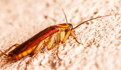 Passageira do DF viajou por 15 horas em ônibus infestado de baratas