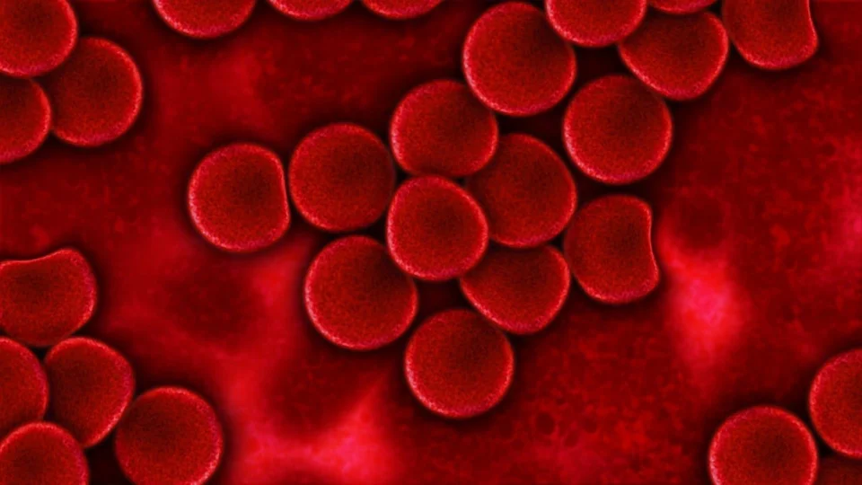 Hematócrito: o que é e qual a relação com a testosterona? Veja vídeo