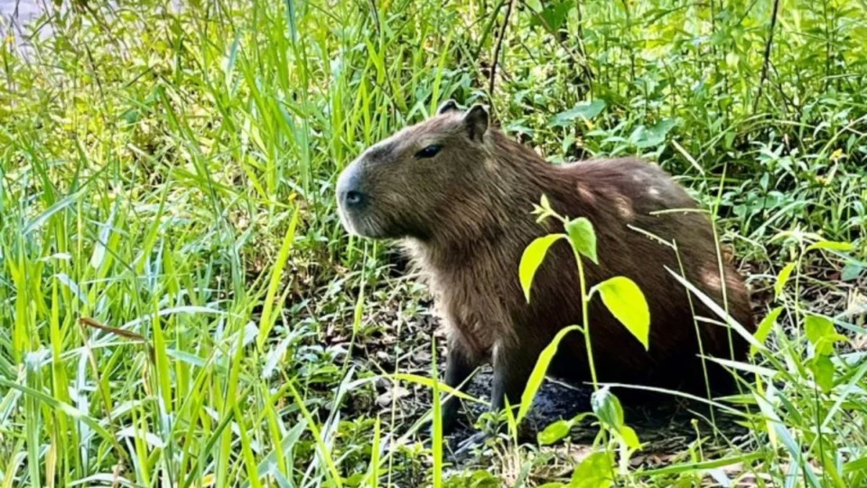 Capivaras no DF: Estudo promete solução para o manejo