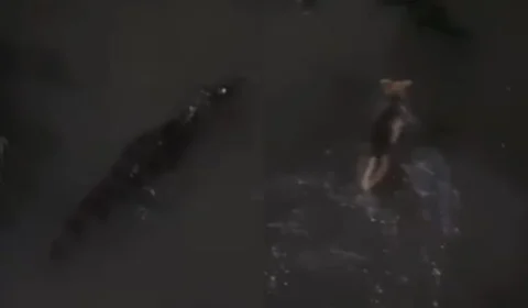 Em Manaus, cão entra em igarapé com jacaré e moradores gravam cena dramática; veja