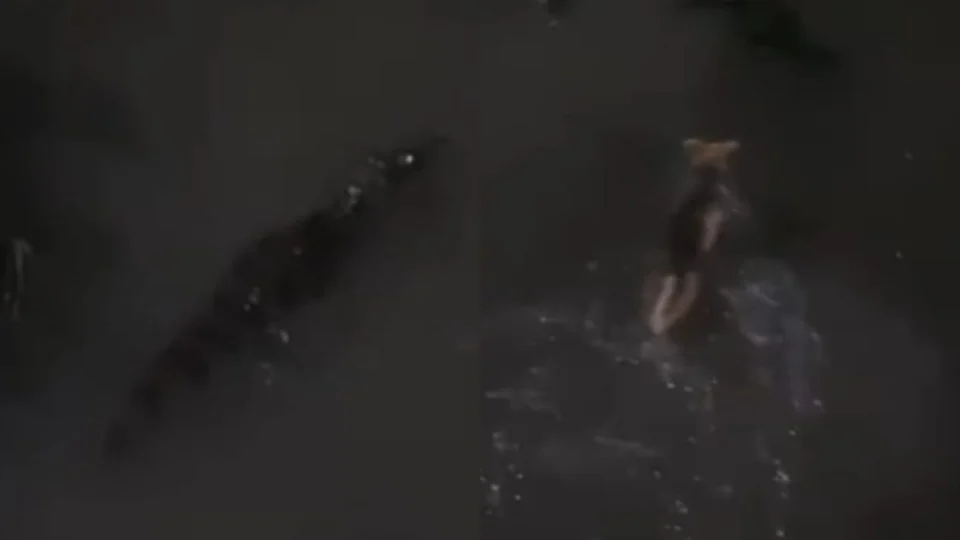 Em Manaus, cão entra em igarapé com jacaré e moradores gravam cena dramática; veja