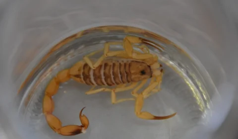 Cuidado! DF registra 1.700 acidentes com escorpiões