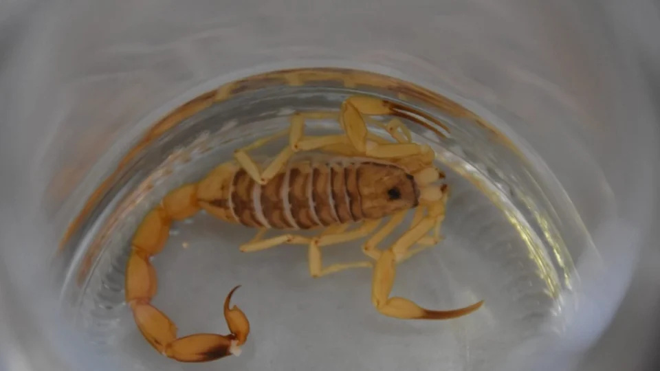 Cuidado! DF registra 1.700 acidentes com escorpiões