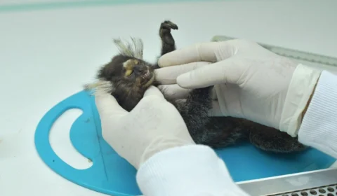 Febre amarela: Saúde alerta municípios de Roraima após morte de macaco