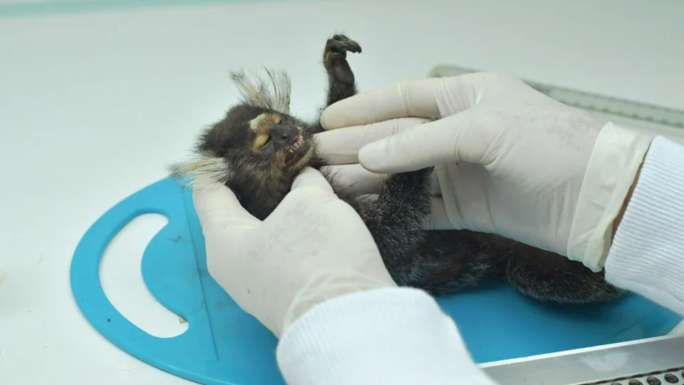 Febre amarela: Saúde alerta municípios de Roraima após morte de macaco