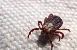 DF registra cinco casos de febre maculosa em 2024