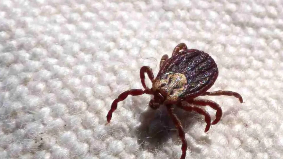 DF registra cinco casos de febre maculosa em 2024