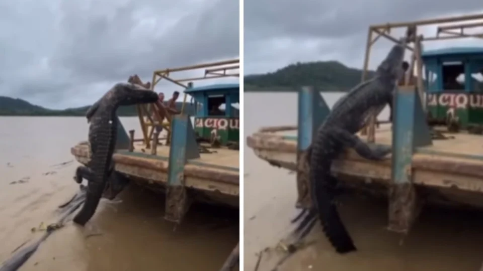 Garimpeiros capturam jacaré, mas final inesperado viraliza; confira o vídeo