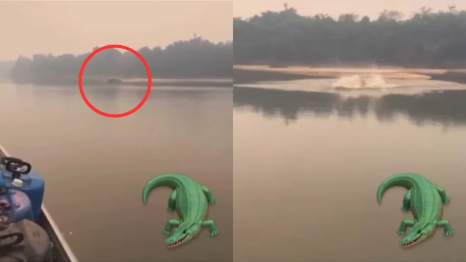 Jacaré avança contra lancha no Rio Amazonas e vídeo surpreende a internet; assista