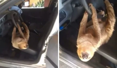 Bicho-preguiça é encontrado pendurado ao volante de carro em Manaus; veja vídeo