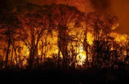 Incêndios na Amazônia empobrecem a diversidade da floresta